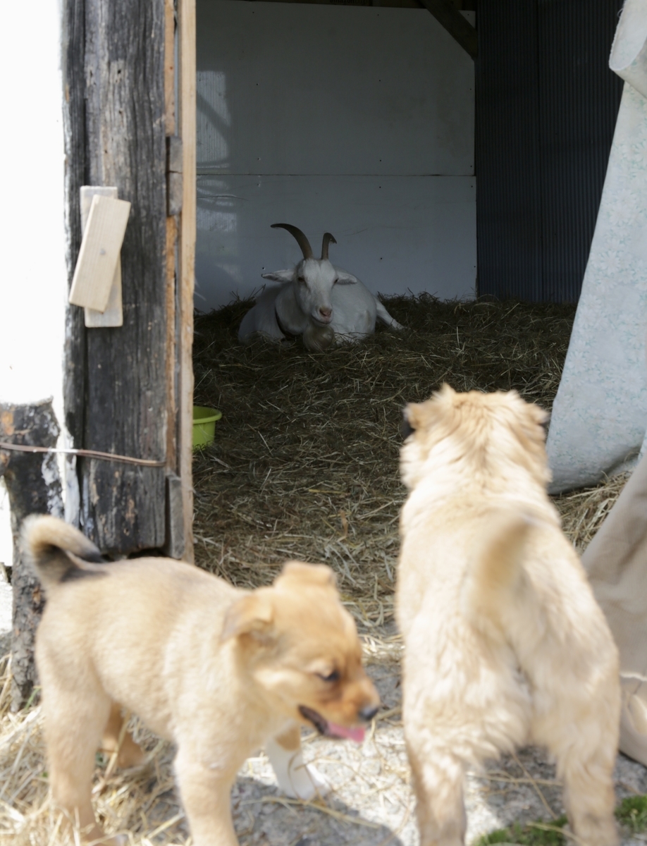 野犬の子たんごを譲渡しました しおんのわんころもち