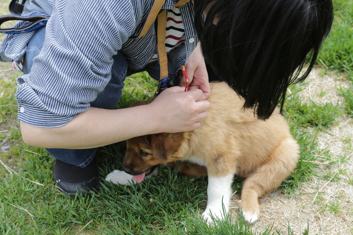 f:id:zion_hamanaka:20190531120736j:plain