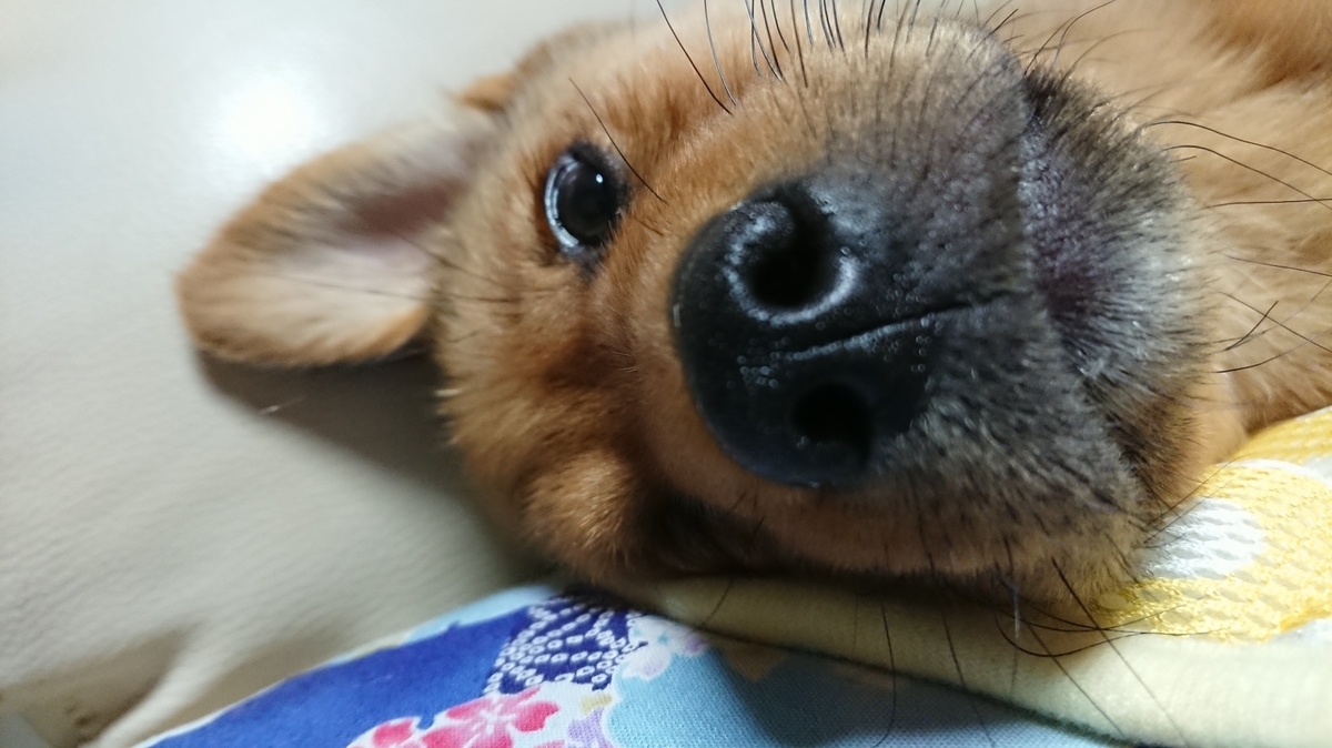 f:id:zion_hamanaka:20190715134939j:plain f:id:zion_hamanaka:20190715134939j:plain