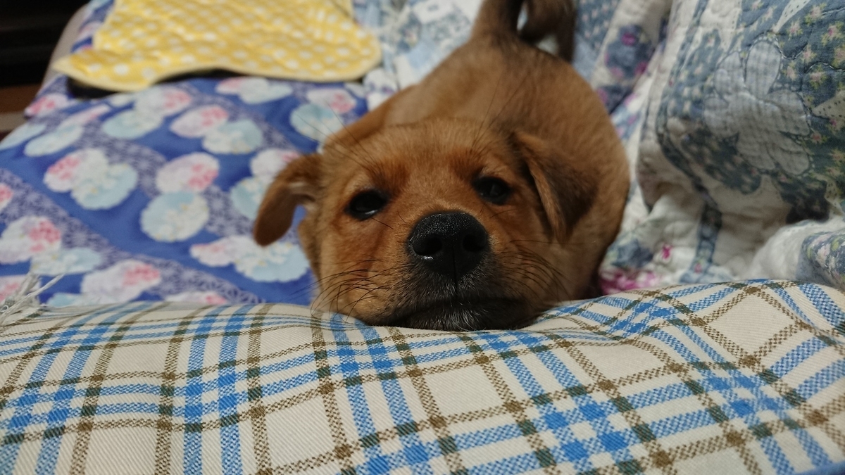 f:id:zion_hamanaka:20190715135014j:plain f:id:zion_hamanaka:20190715135014j:plain