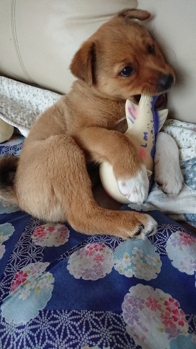 f:id:zion_hamanaka:20190715135018j:plain f:id:zion_hamanaka:20190715135018j:plain