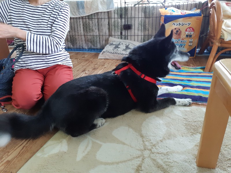 f:id:zion_hamanaka:20190717213610j:plain