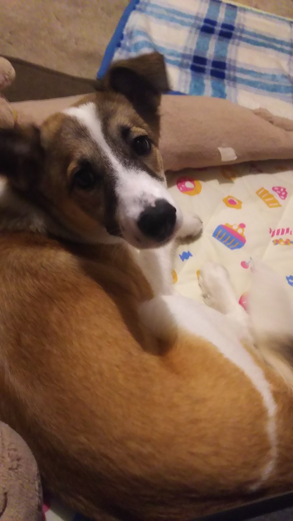 f:id:zion_hamanaka:20190721062916j:plain