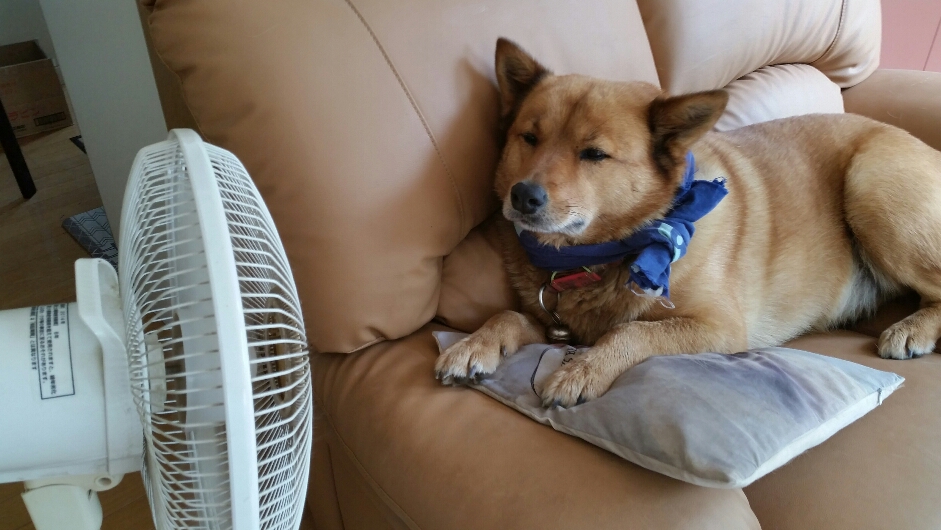 f:id:zion_hamanaka:20190811124455j:plain