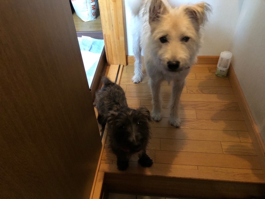 f:id:zion_hamanaka:20191018085234j:plain