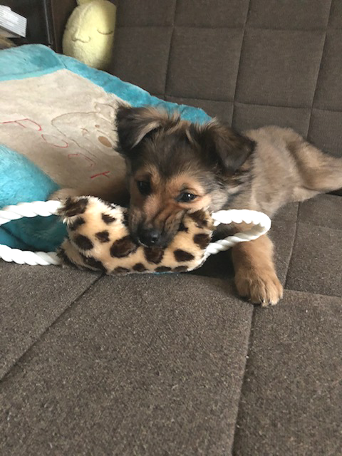 f:id:zion_hamanaka:20191103110012p:plain