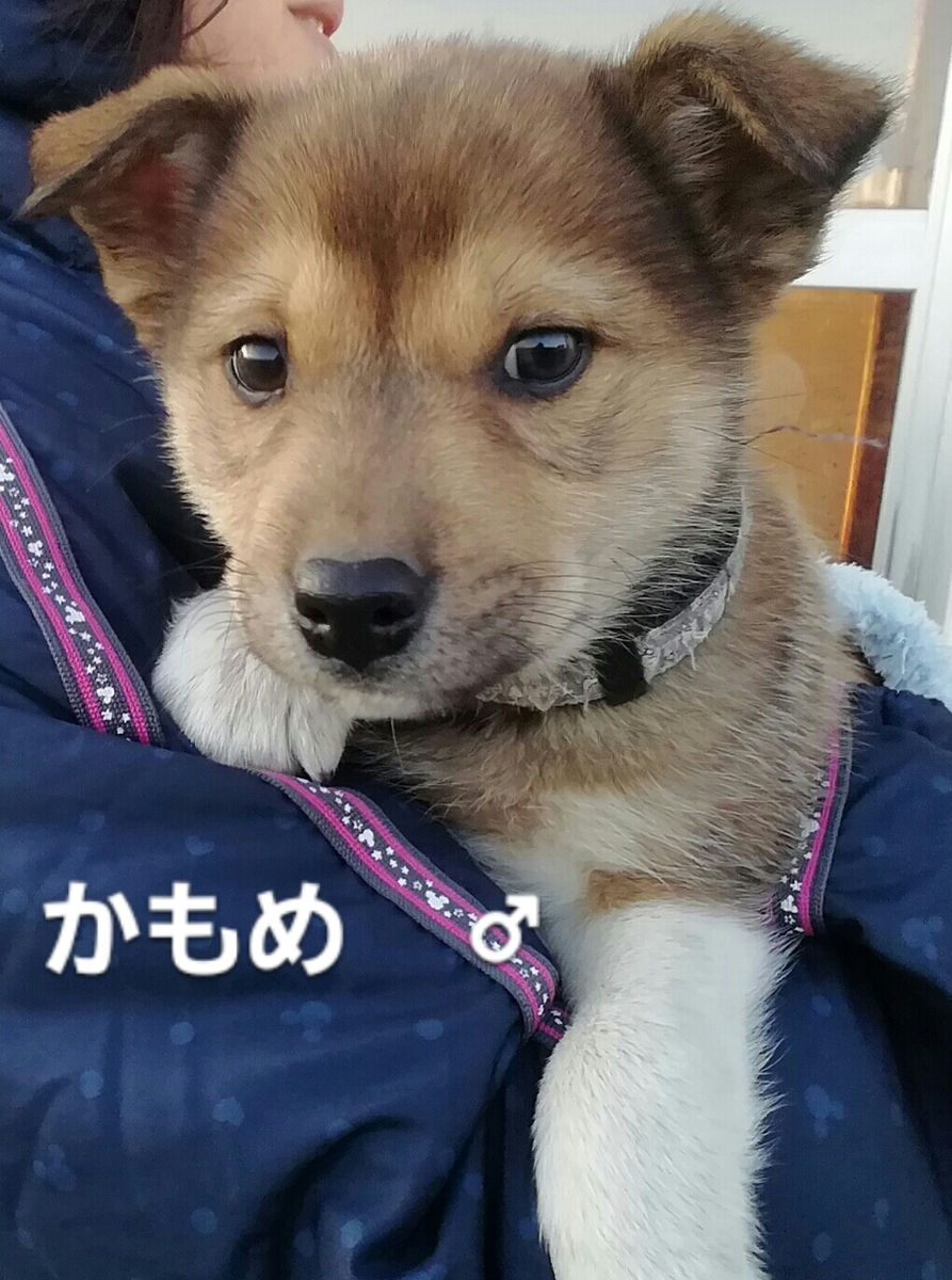 f:id:zion_hamanaka:20191119075032j:plain