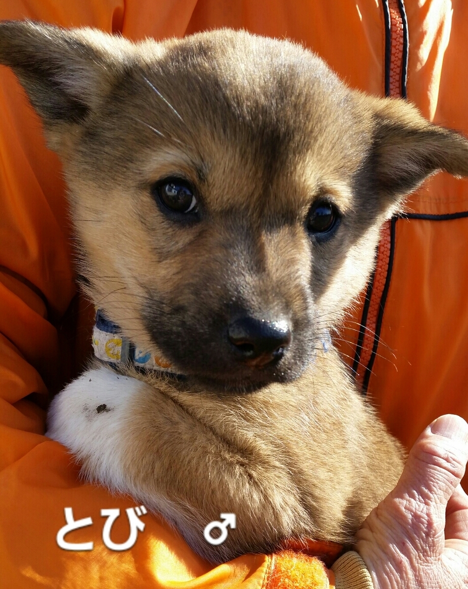 f:id:zion_hamanaka:20191119075224j:plain