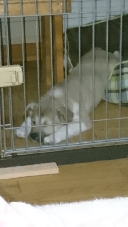 f:id:zion_hamanaka:20191130211930j:plain