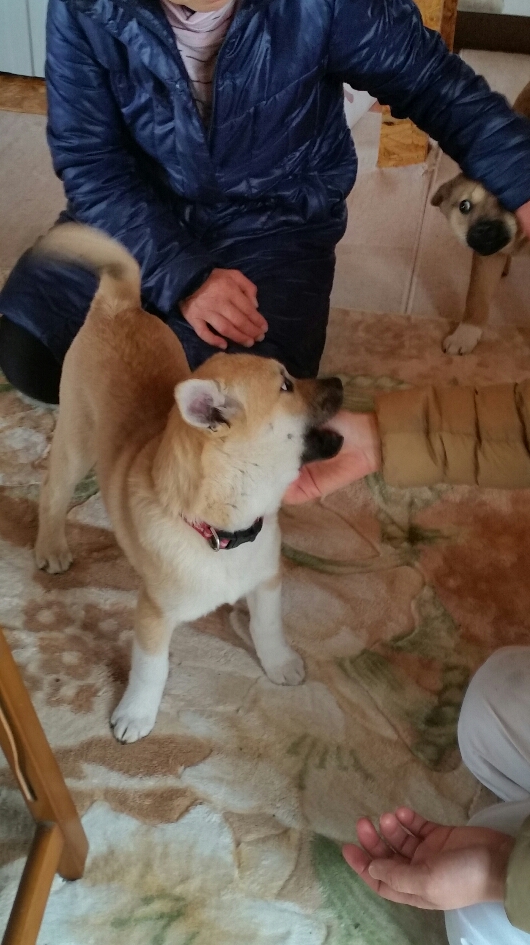 とびを譲渡しました - しおんのわんころもち
