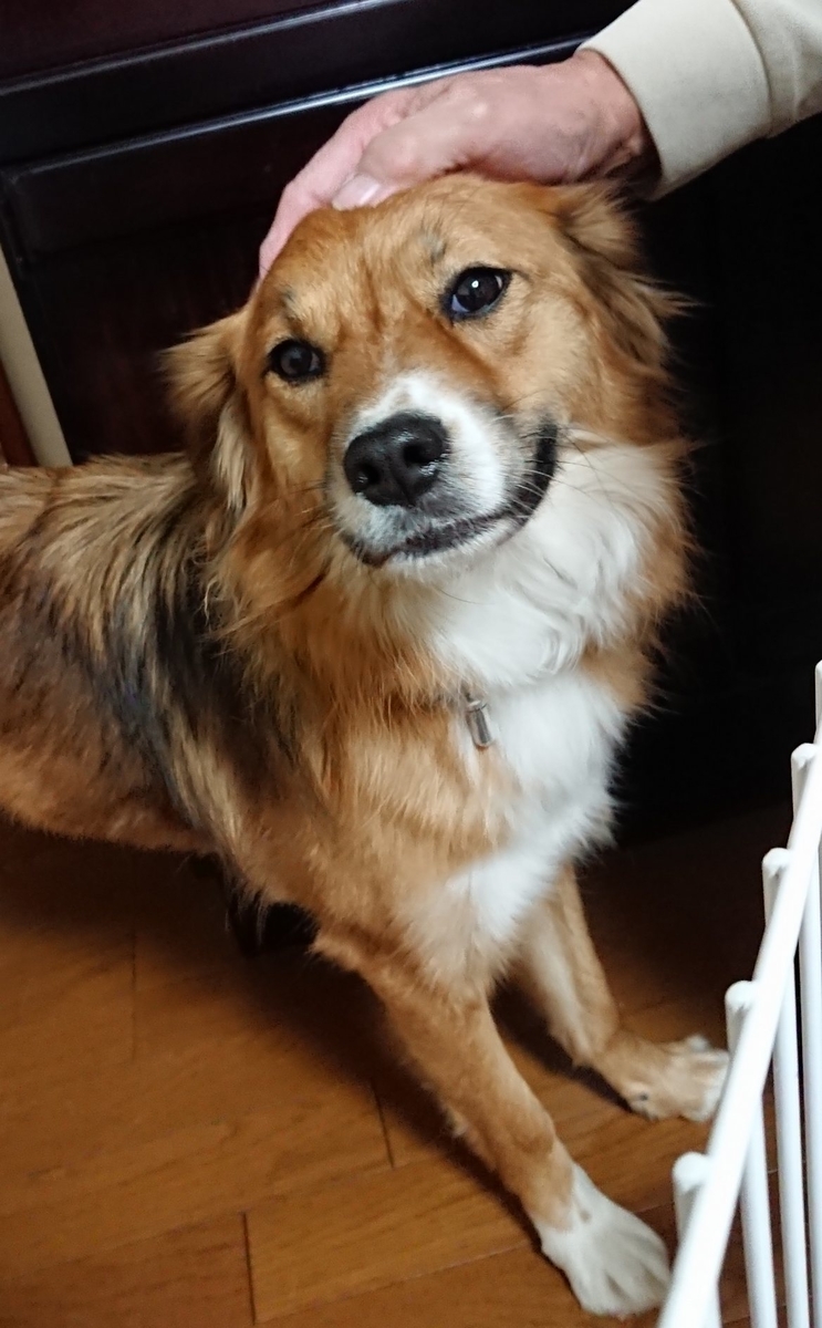 f:id:zion_hamanaka:20191222080409j:plain