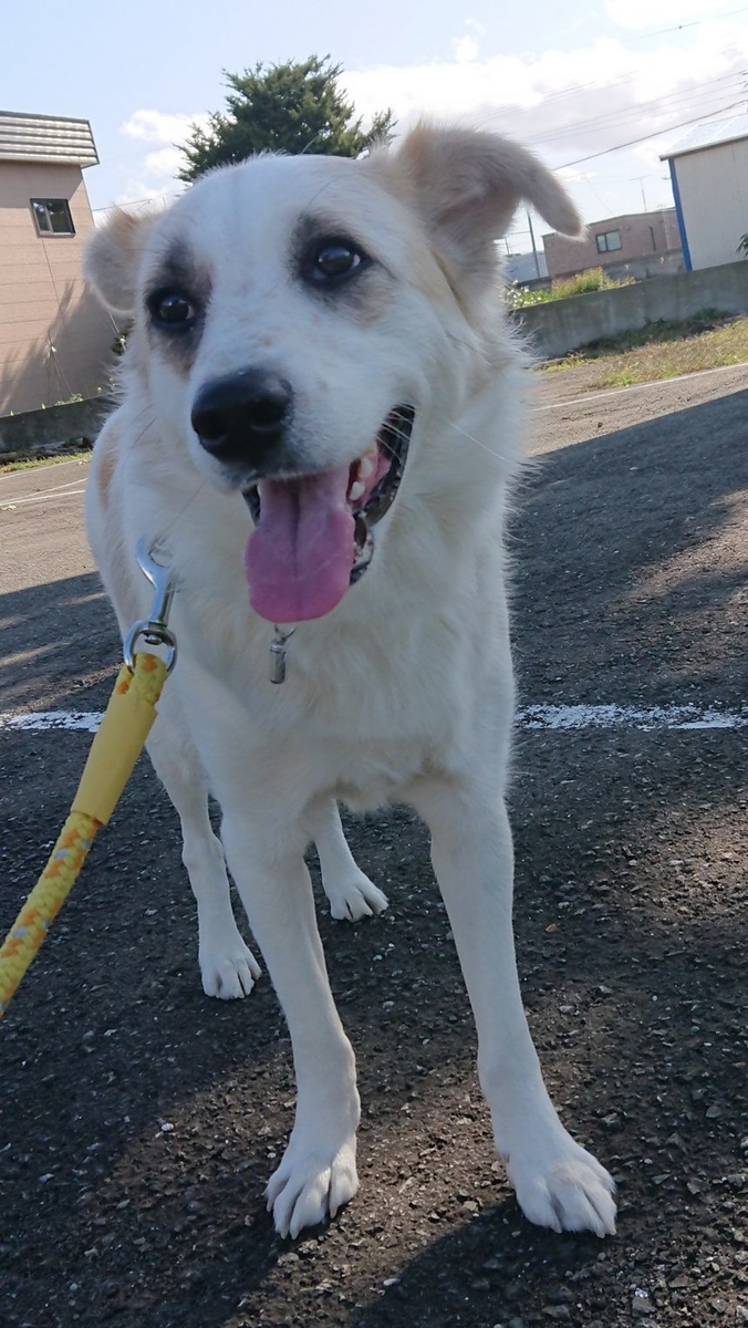 f:id:zion_hamanaka:20191222080441j:plain