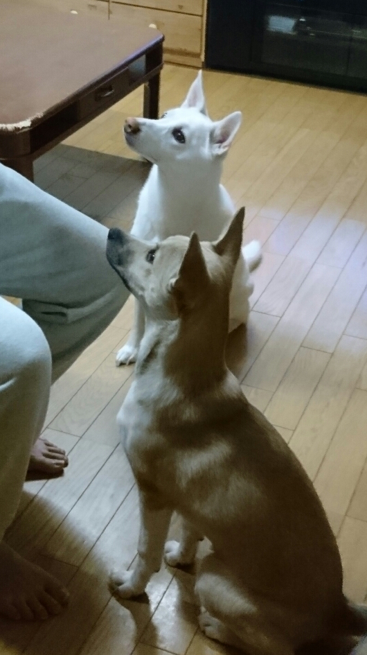 f:id:zion_hamanaka:20200215220857j:plain