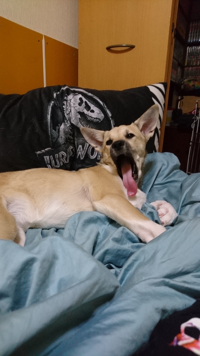 f:id:zion_hamanaka:20200217142822j:plain