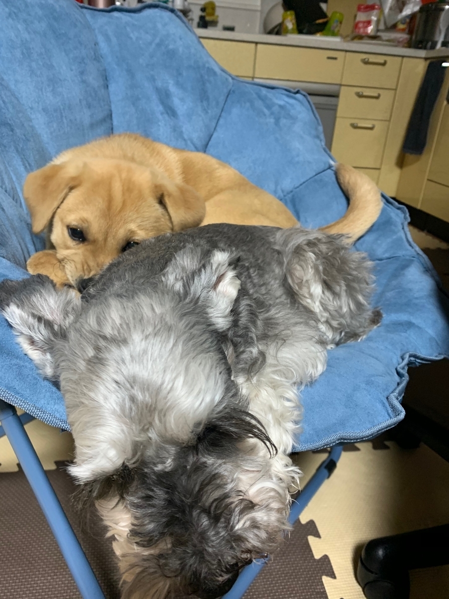 f:id:zion_hamanaka:20200320070519j:plain