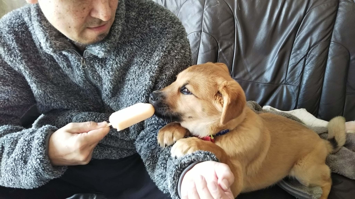 f:id:zion_hamanaka:20200417083020j:plain