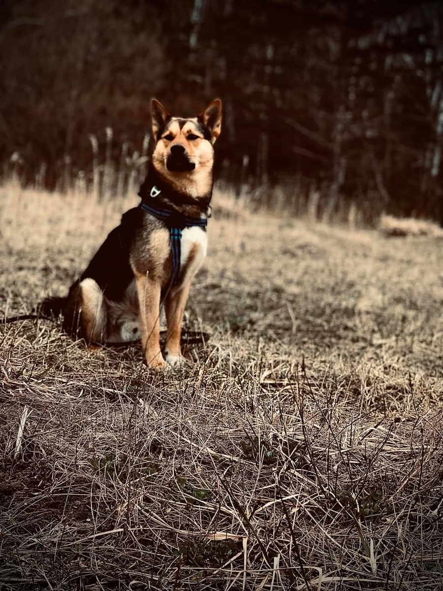 f:id:zion_hamanaka:20200502121516j:plain f:id:zion_hamanaka:20200502121516j:plain