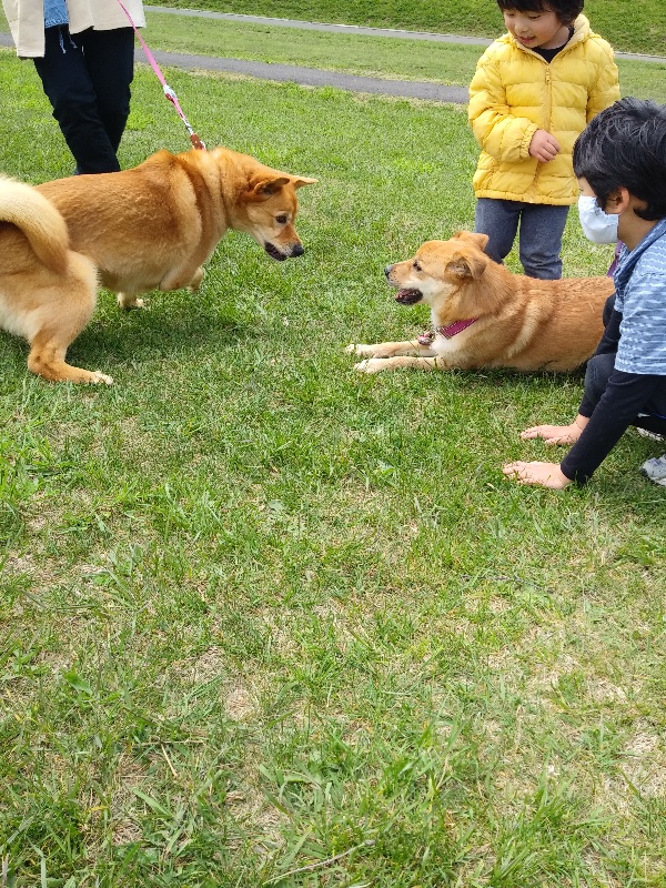 f:id:zion_hamanaka:20200529074555j:plain