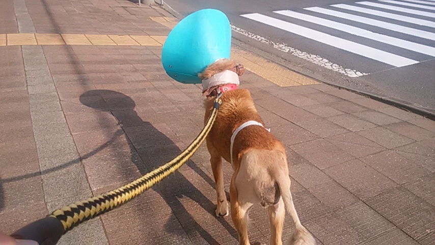 f:id:zion_hamanaka:20200711112430j:plain