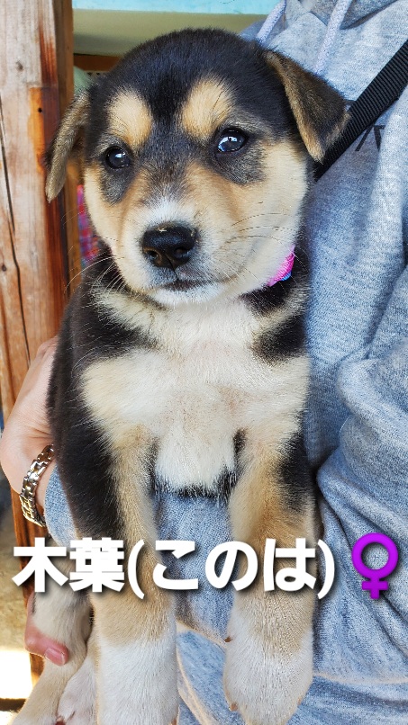 f:id:zion_hamanaka:20200922171457j:plain