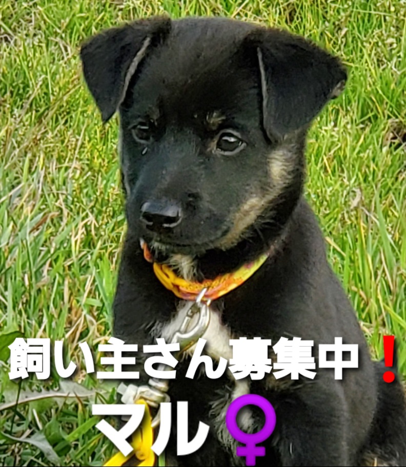 f:id:zion_hamanaka:20200929154342j:plain