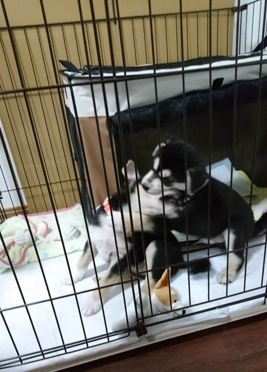 f:id:zion_hamanaka:20201005153802j:plain