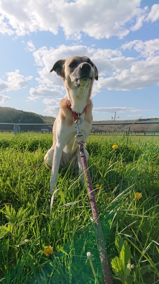 f:id:zion_hamanaka:20201102154729j:plain