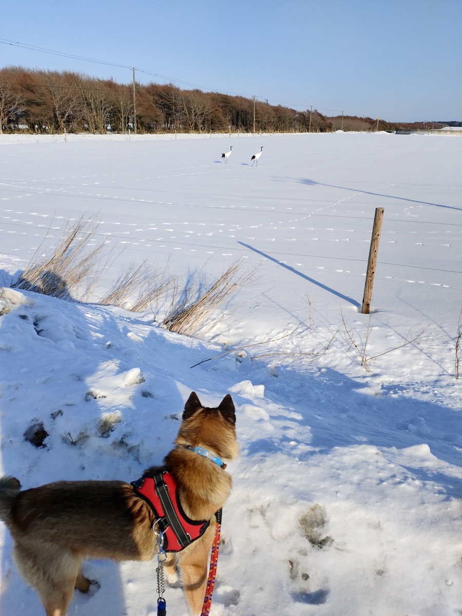 f:id:zion_hamanaka:20210124141033j:plain