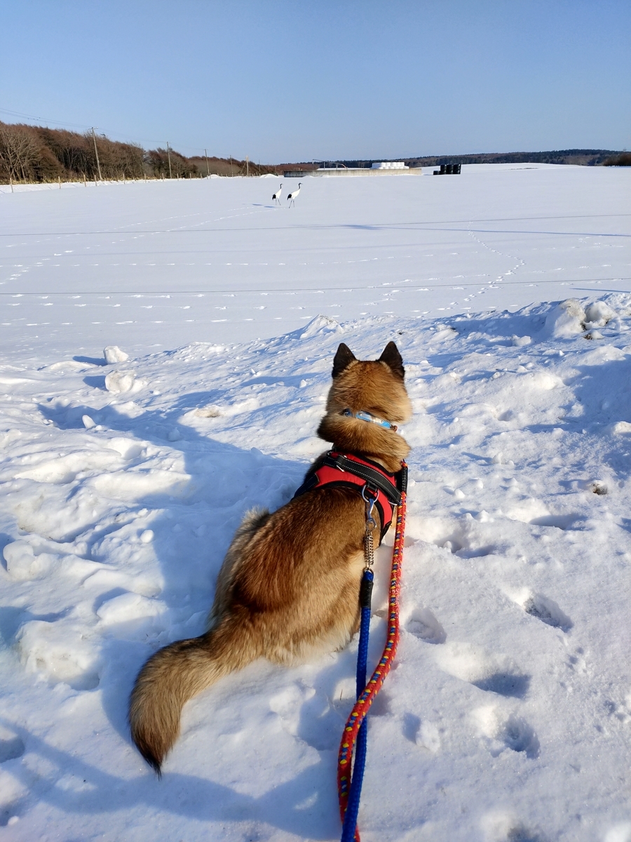 f:id:zion_hamanaka:20210124141117j:plain