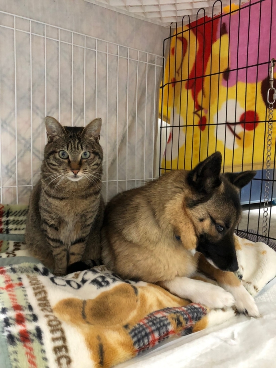 f:id:zion_hamanaka:20210203231620j:plain