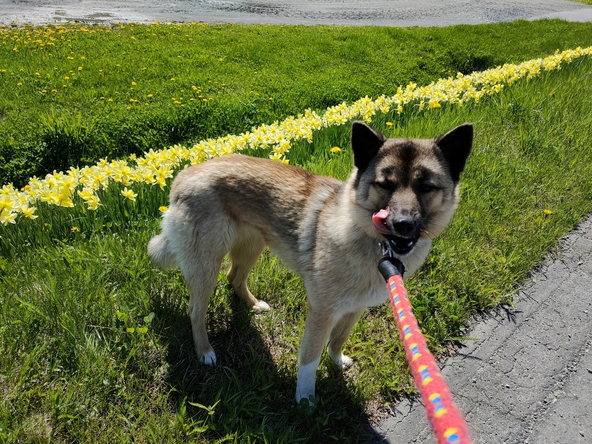 f:id:zion_hamanaka:20210519084851j:plain