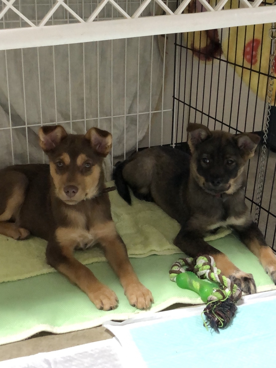 f:id:zion_hamanaka:20210827235211j:plain