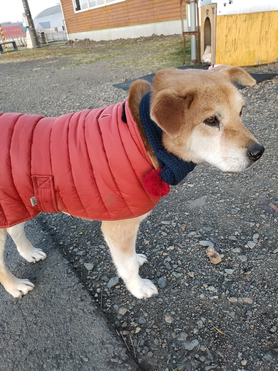 f:id:zion_hamanaka:20211202072423j:plain