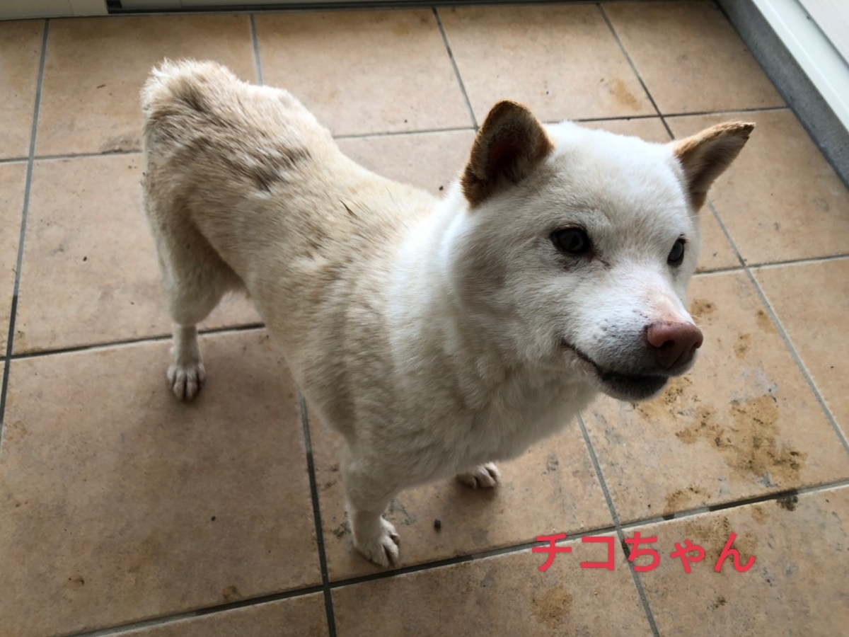 迷い犬情報 のブログ記事一覧 ワン ワン Happiness Dog La La La Happy Clay