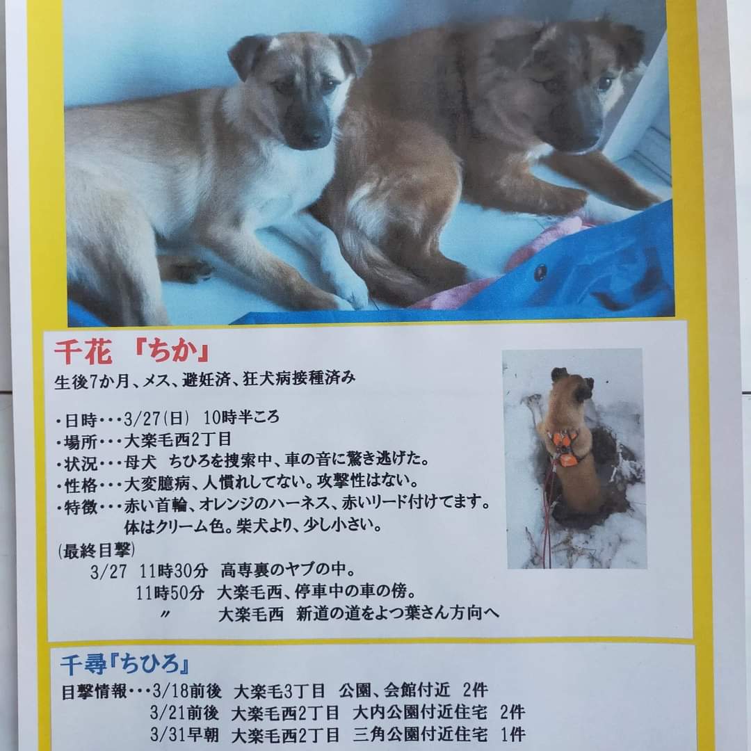行方不明の保護子犬 千花 ちか を探しています 釧路市 ドッグレスキューしおんの会