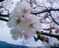 中津川の桜。