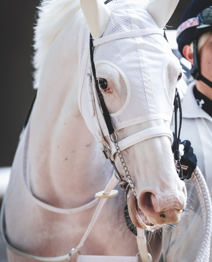 白毛馬最新情報＆本日の重賞(7月12日号) #スノーエルヴァ #スーホ