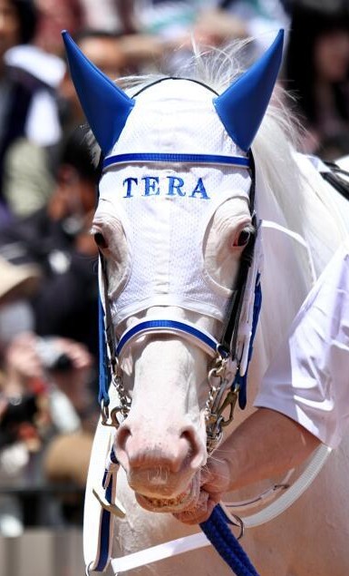 白毛馬最新情報＆本日の重賞(7月12日号) #スノーエルヴァ #スーホ