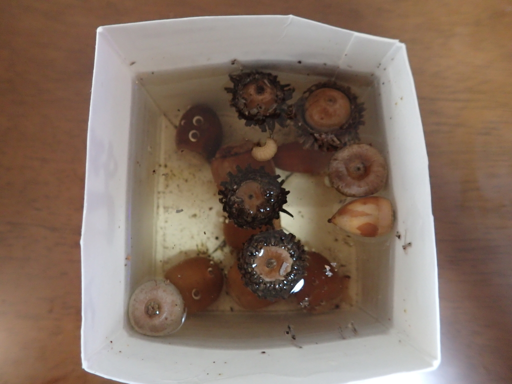 f:id:ziyukenkyu_Lab:20181012225046j:plain f:id:ziyukenkyu_Lab:20181012225046j:plain
