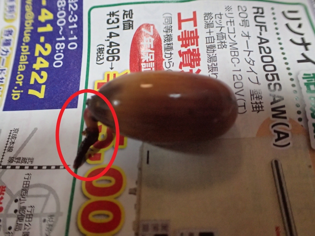 f:id:ziyukenkyu_Lab:20181113132933j:plain f:id:ziyukenkyu_Lab:20181113132933j:plain