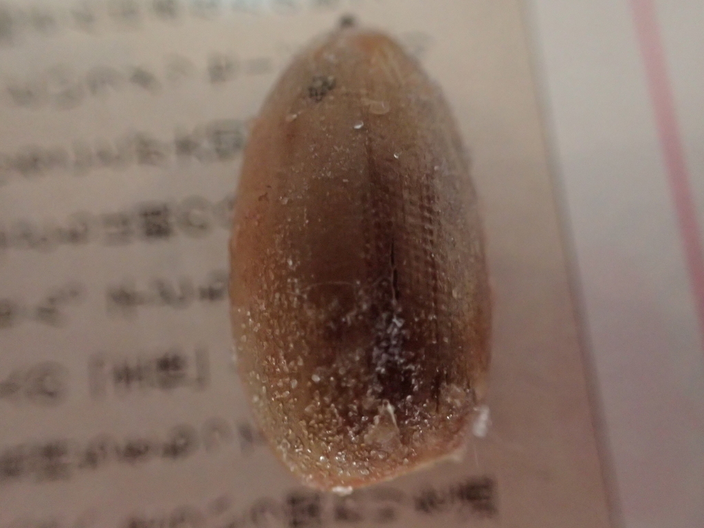 f:id:ziyukenkyu_Lab:20181114130949j:plain f:id:ziyukenkyu_Lab:20181114130949j:plain