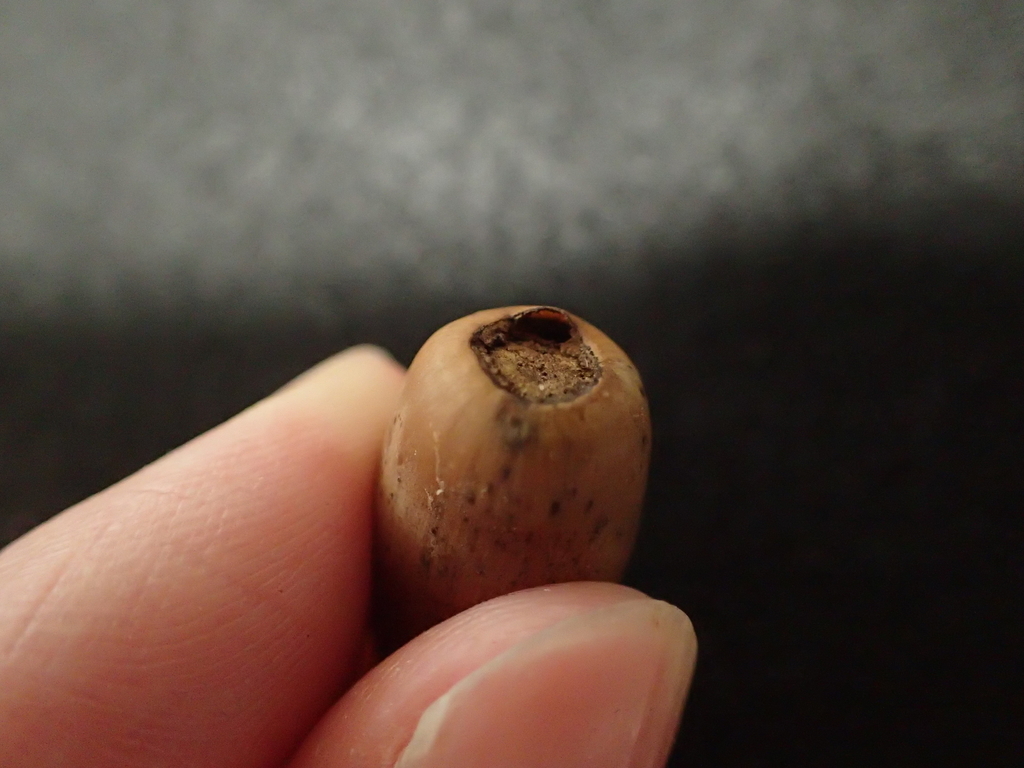 f:id:ziyukenkyu_Lab:20190110102457j:plain f:id:ziyukenkyu_Lab:20190110102457j:plain