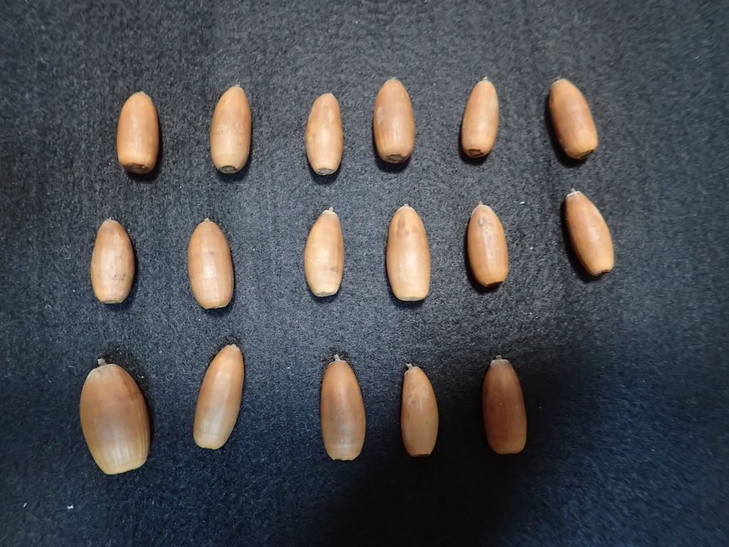 f:id:ziyukenkyu_Lab:20190110102537j:plain f:id:ziyukenkyu_Lab:20190110102537j:plain