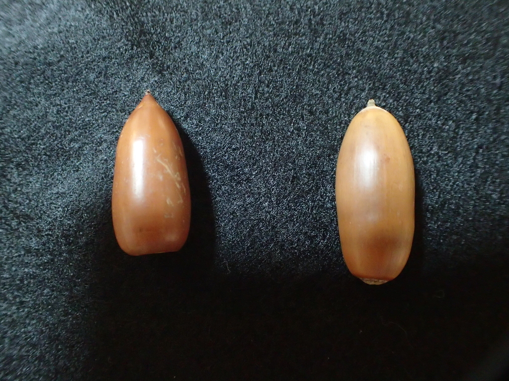 f:id:ziyukenkyu_Lab:20190110104634j:plain f:id:ziyukenkyu_Lab:20190110104634j:plain