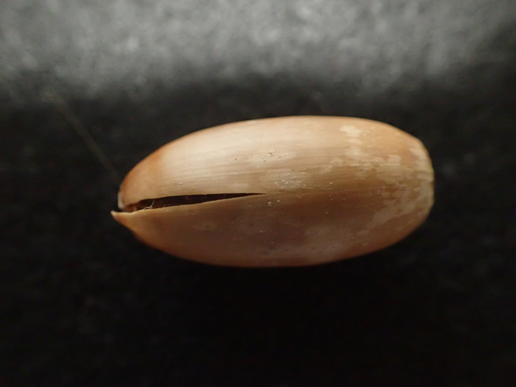 f:id:ziyukenkyu_Lab:20190115094718j:plain f:id:ziyukenkyu_Lab:20190115094718j:plain