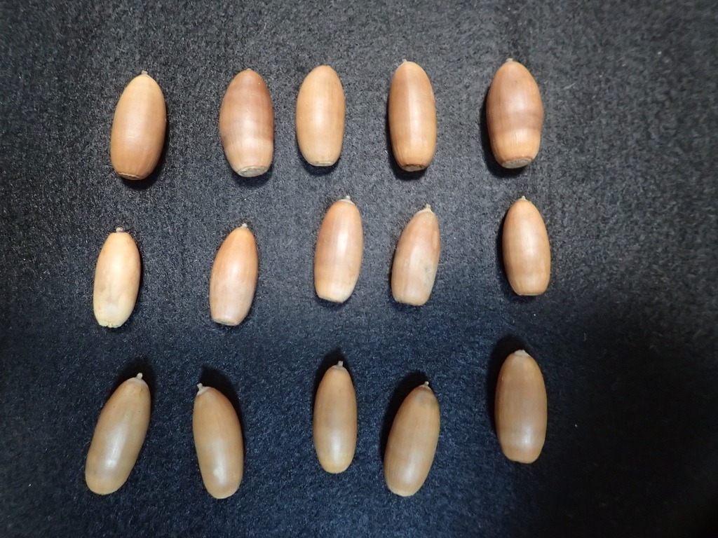 f:id:ziyukenkyu_Lab:20190115095131j:plain f:id:ziyukenkyu_Lab:20190115095131j:plain