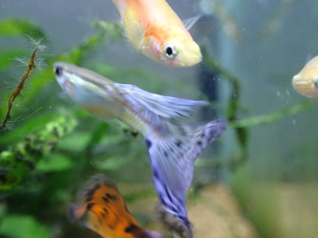 f:id:ziyukenkyu_Lab:20200511072150j:plain f:id:ziyukenkyu_Lab:20200511072150j:plain