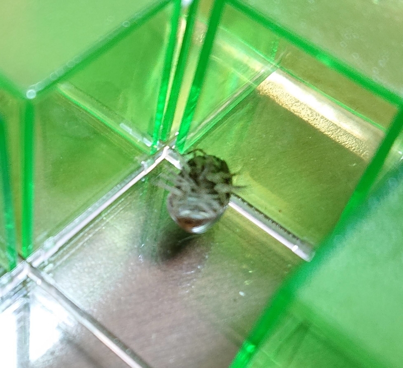 f:id:ziyukenkyu_Lab:20200518142013j:plain f:id:ziyukenkyu_Lab:20200518142013j:plain