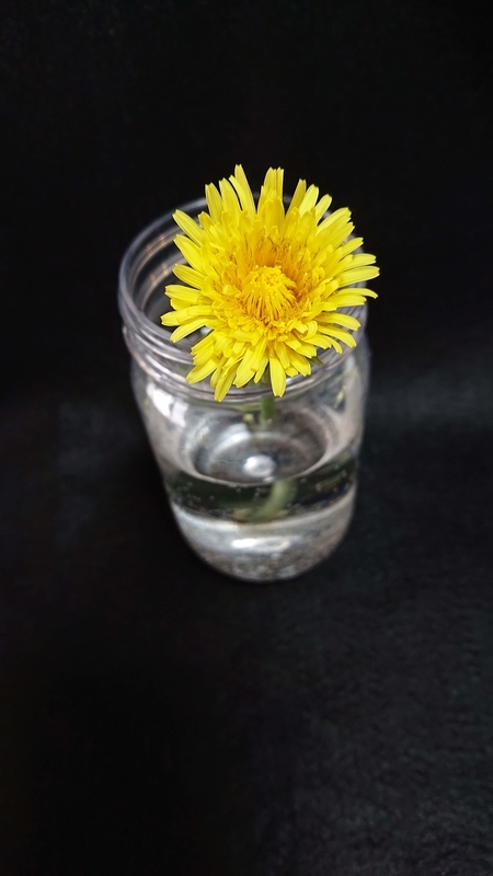 f:id:ziyukenkyu_Lab:20200602121414j:plain f:id:ziyukenkyu_Lab:20200602121414j:plain