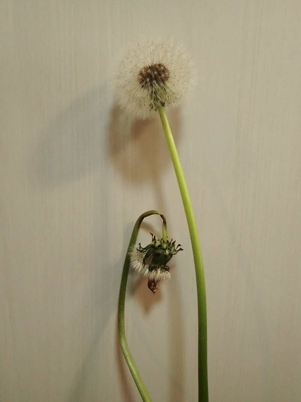 f:id:ziyukenkyu_Lab:20200602121432j:plain f:id:ziyukenkyu_Lab:20200602121432j:plain